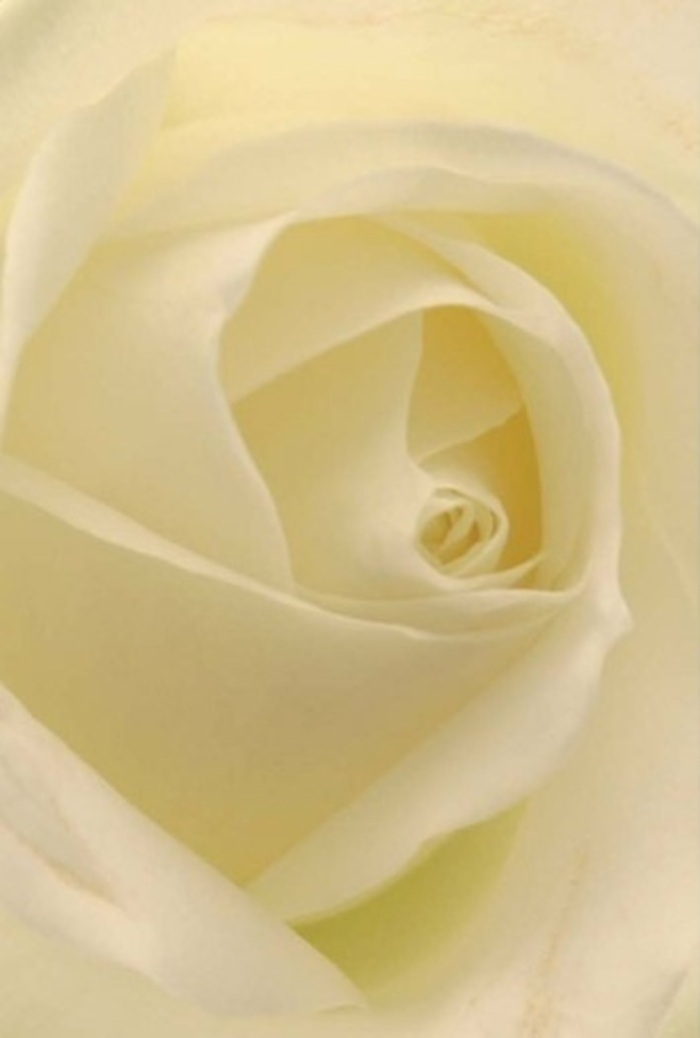At close range, this classic white rose-crafted by a Camden florist and perhaps freshly gathered from the markets off Parkway-draws viewers into its maze-like core, where softness and structure intersect. The arrangement is a masterclass in calm and elegance: whites and creams blend in seamless gradients, each petal alive with the sort of diffuse glow you find near the Camden Lock in the afternoon sun. The rose's heart spirals in near-perfect formation, hinting at purity and quiet strength while the surrounding petals glow with a subdued luminescence, the mark of experienced local artisanship. This is a flower for meaningful Camden moments-romantic afternoons in leafy Belsize Park, heartfelt apologies, or even elegant wedding table settings at a Chalk Farm gathering. Shadows and highlights lend depth, while the imagined clean fragrance recalls the fresh start of a spring morning. Through every curve and shade, Camden Florist imparts sincerity and refinement, elevating a simple bloom into a statement of timeless affection.